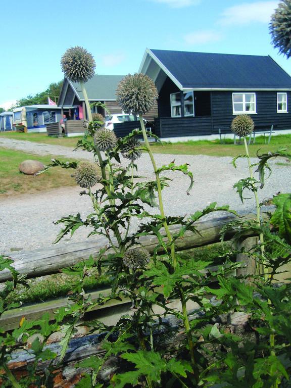 Toftum Bjerge Camping&Cottages Humlum Rum bild